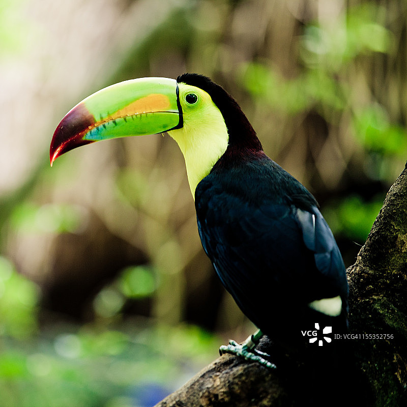 巨嘴鸟图片素材