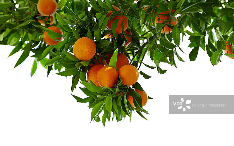 橙树图片素材