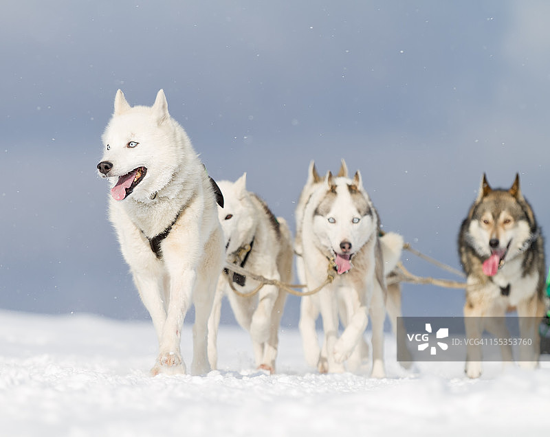 雪地里行走的一群哈士奇雪橇犬图片素材