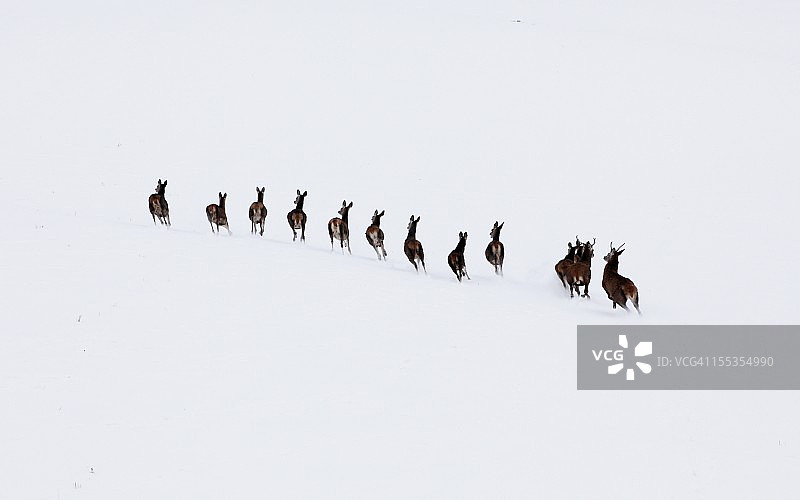 鹿群的航拍照片图片素材