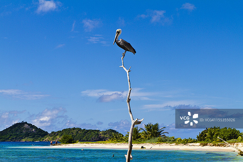 褐鹈鹕图片素材