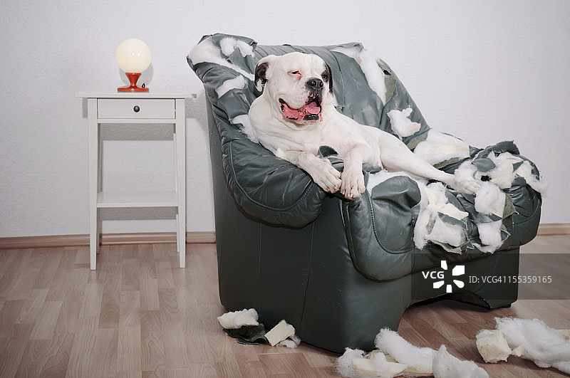 在皮革椅子上的小狗图片素材