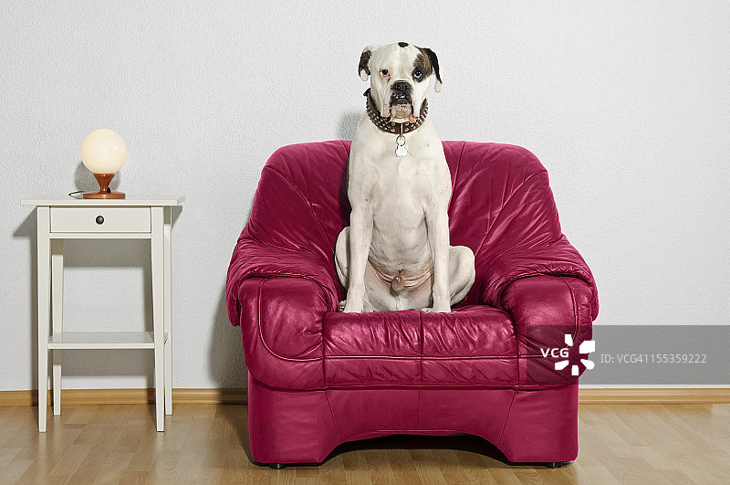 小狗坐在皮椅上图片素材