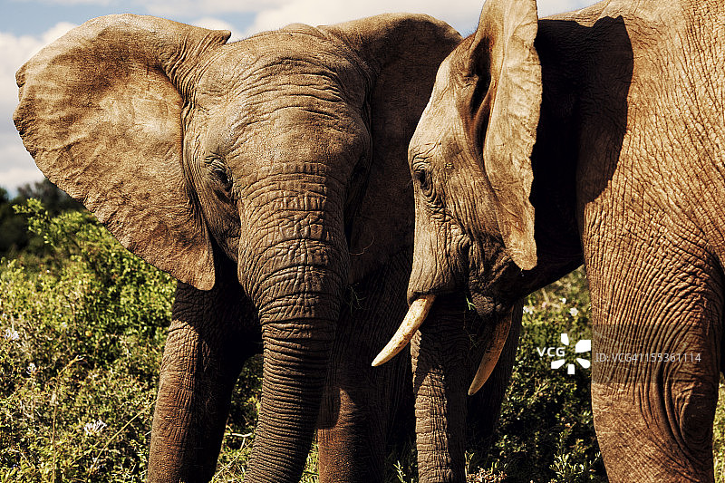 非洲象图片素材