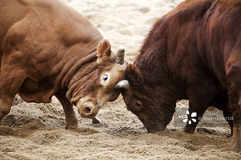 斗牛图片素材