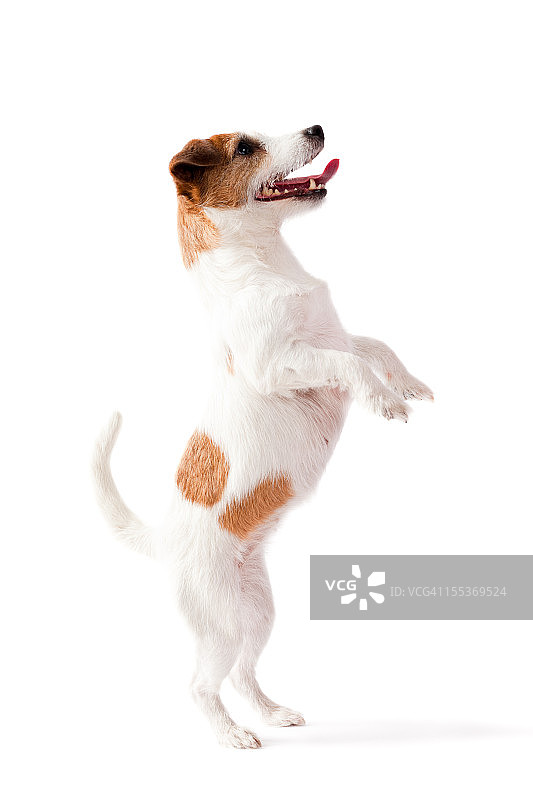 白色背景上用两条腿站立的小狗图片素材