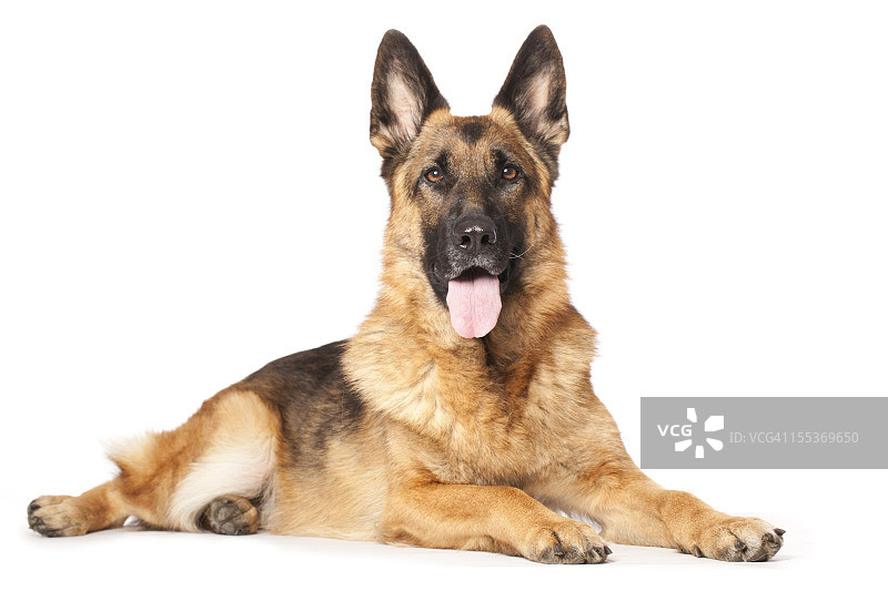 德国牧羊犬肖像图片素材