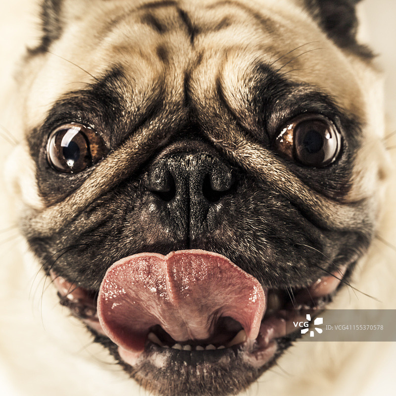 哈巴狗图片素材