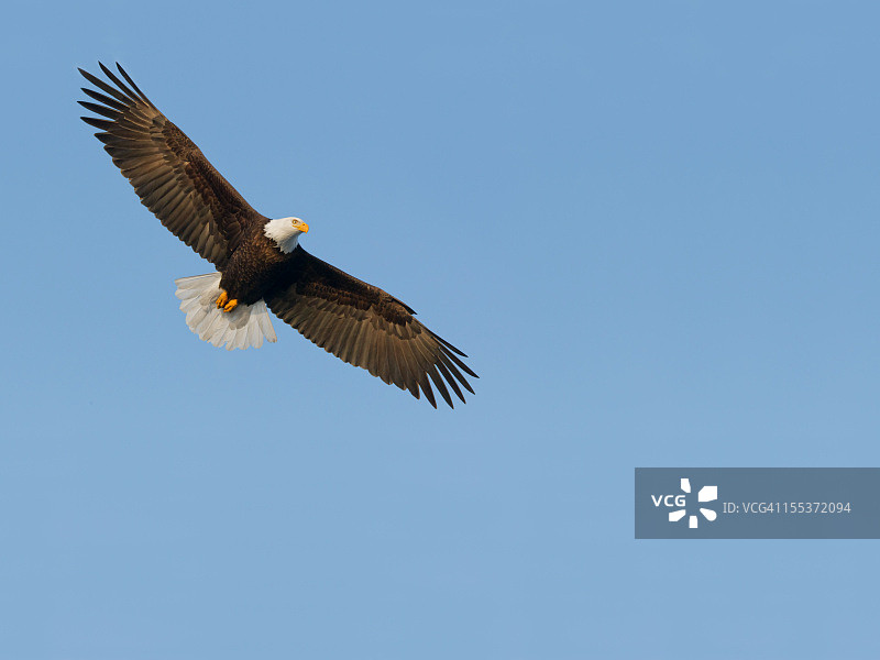 白头海雕图片素材