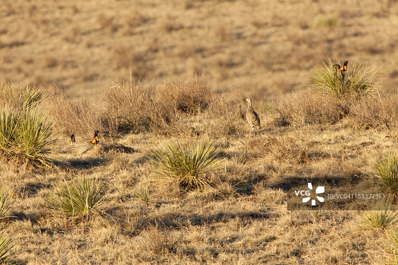 科罗拉多州东北部大草原鸡和求偶场上的日出图片素材