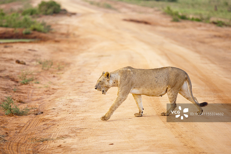 在晨曦中行走的年轻母狮图片素材