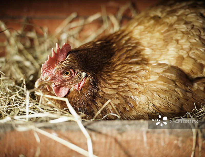 正在下蛋的母鸡图片素材