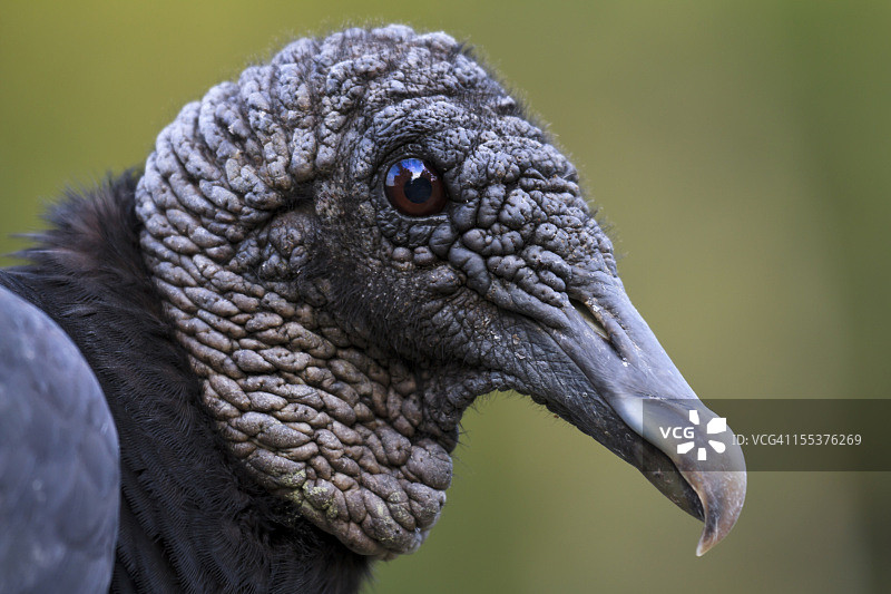 黑美洲鹫的肖像——一只丑陋的鸟图片素材