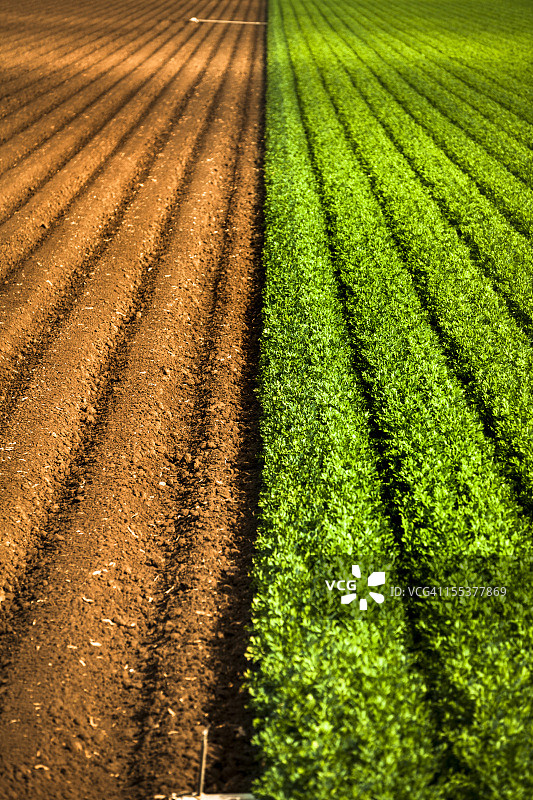 肥沃农田上生长的农作物图片素材