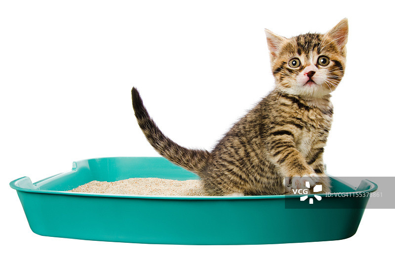 猫砂盆里的小猫图片素材