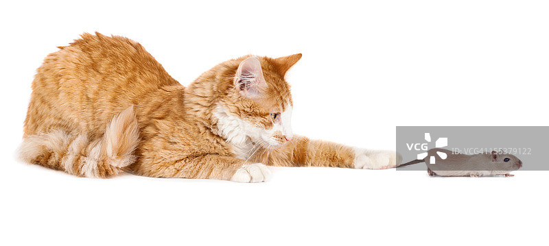 猫咪抓住老鼠尾巴图片素材