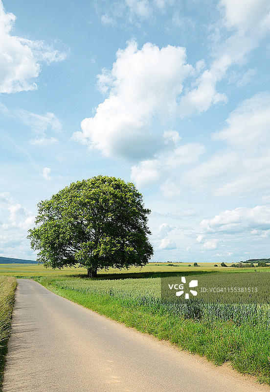 田野路边的老山毛榉树图片素材