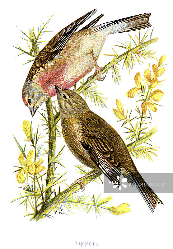 亚麻雀 - Carduelis cannabina图片素材