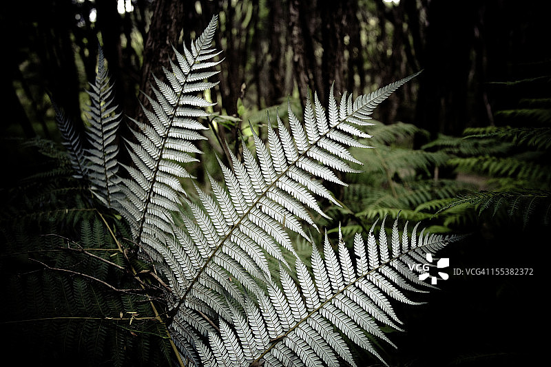 新西兰银蕨图片素材