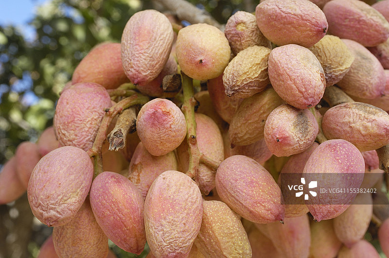 树上成熟的开心果特写图片素材