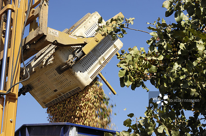 收获的开心果被装入转运拖车图片素材