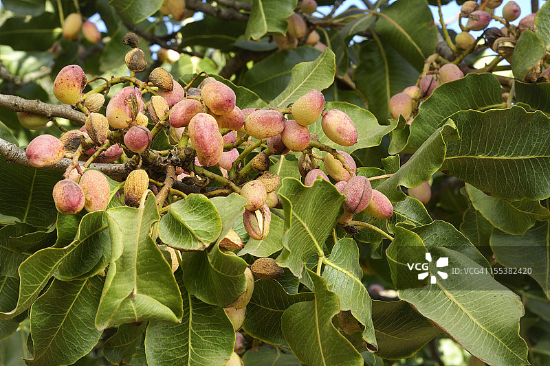 树上成熟的开心果特写图片素材