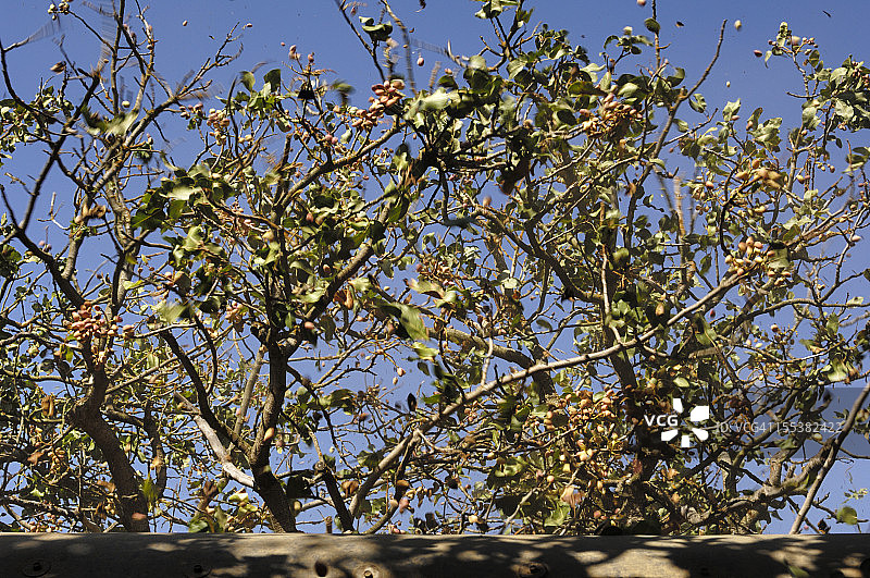 用机械摇床收获成熟的开心果图片素材