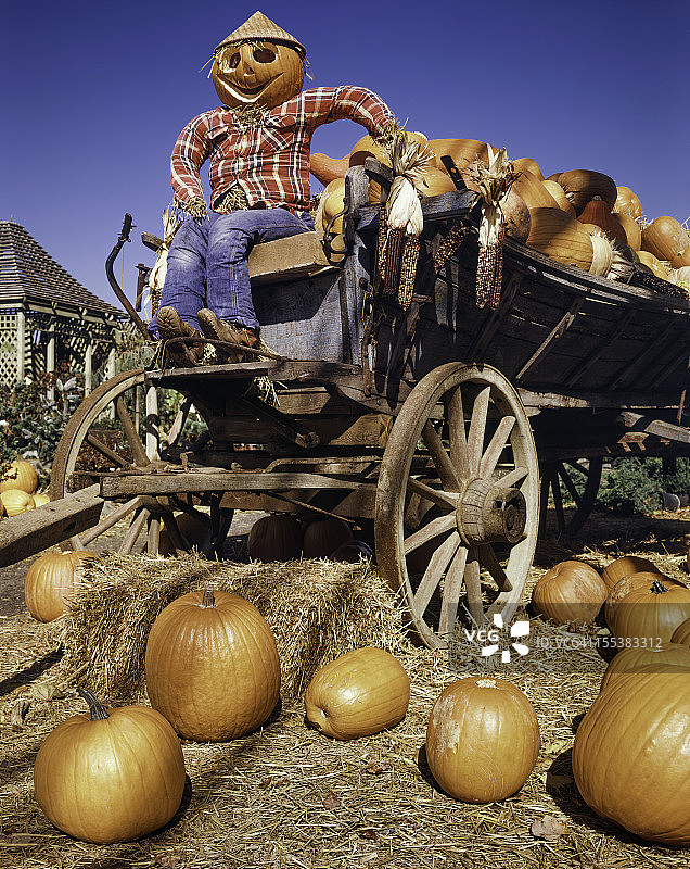 南瓜丰收，农夫和农用货车图片素材