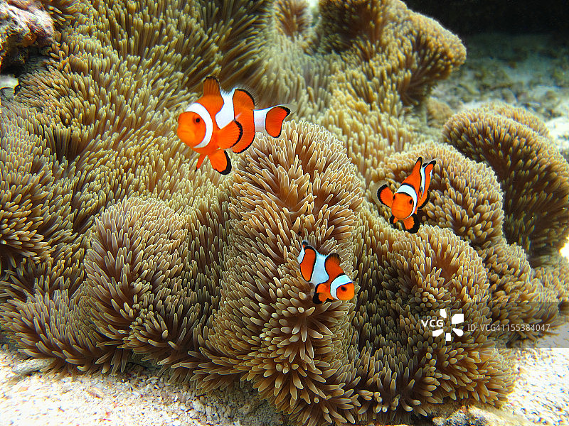 小丑鱼家族图片素材