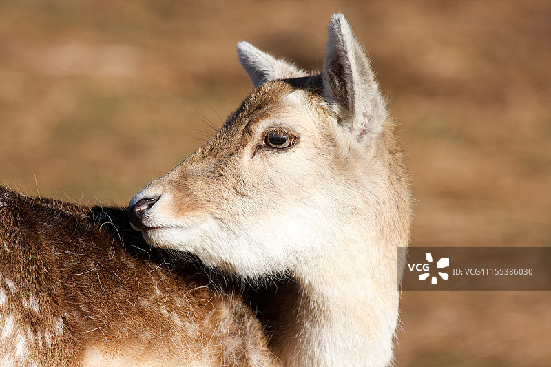 英国肯特郡的欧洲黇鹿图片素材