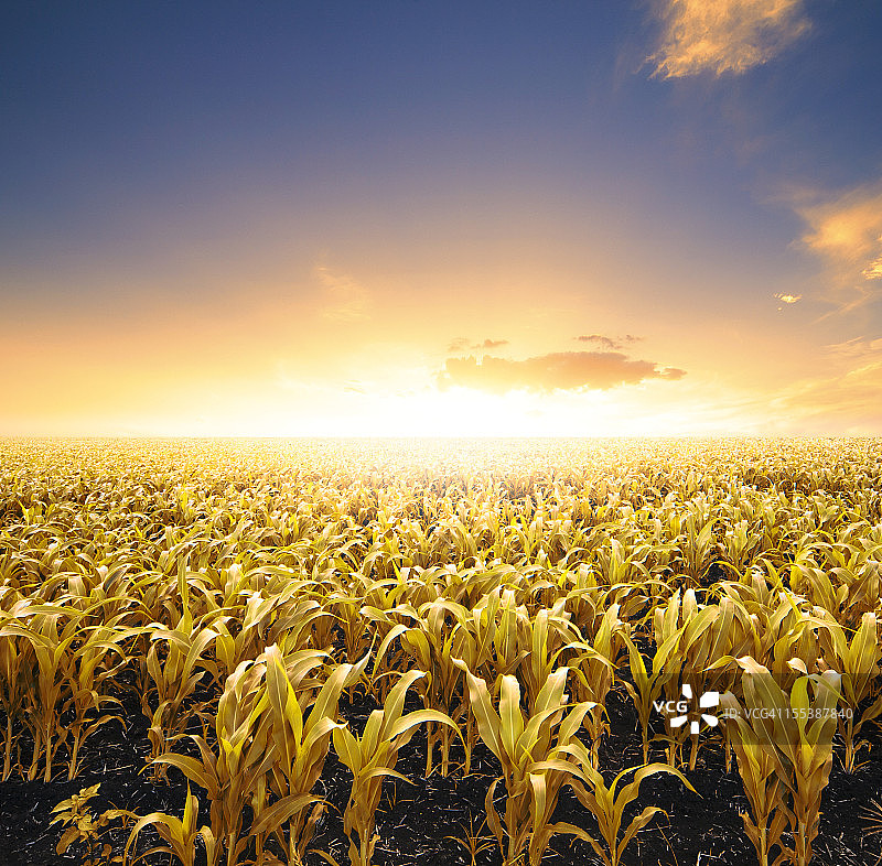 阳光下的农作物图片素材