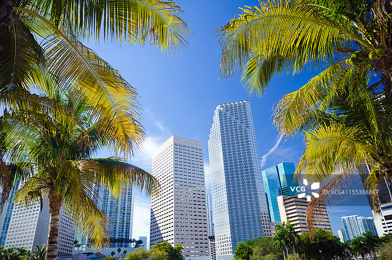 佛罗里达州迈阿密的棕榈树和办公楼图片素材