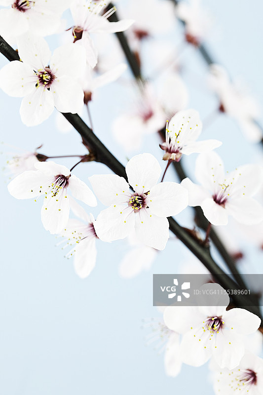 美丽的樱花图片素材