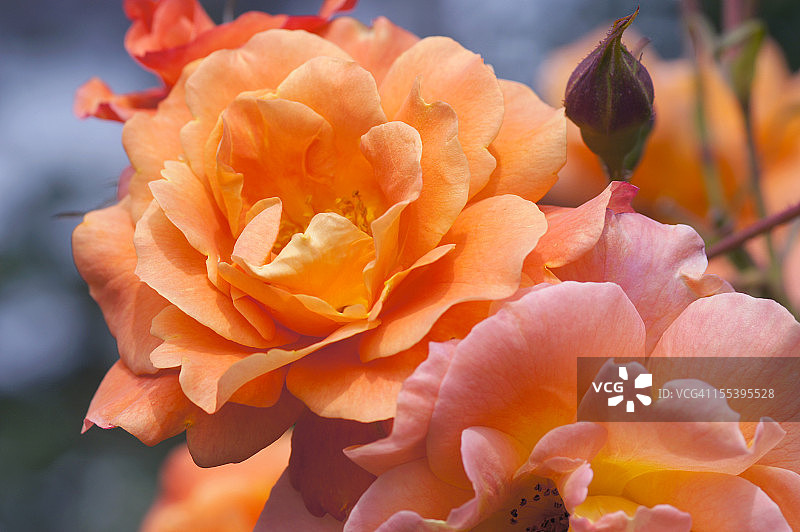 威斯特莱玫瑰花图片素材