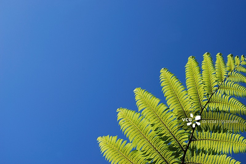 新西兰桫椤蕨图片素材