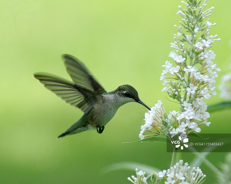 飞翔的芭蕾舞演员图片素材