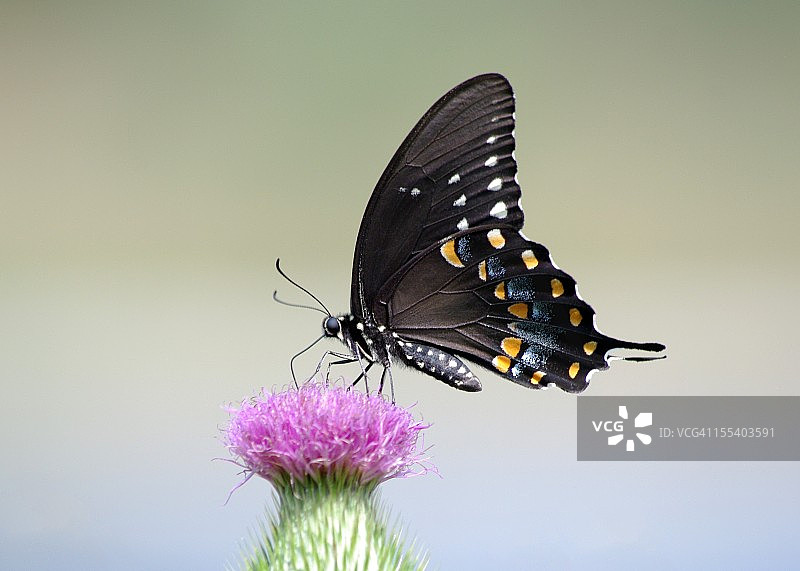 燕尾蝶图片素材
