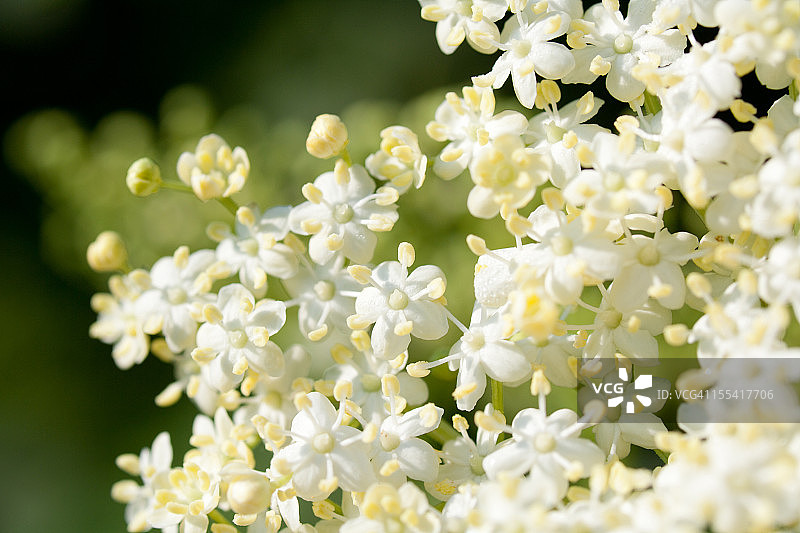 晨光中的接骨木图片素材