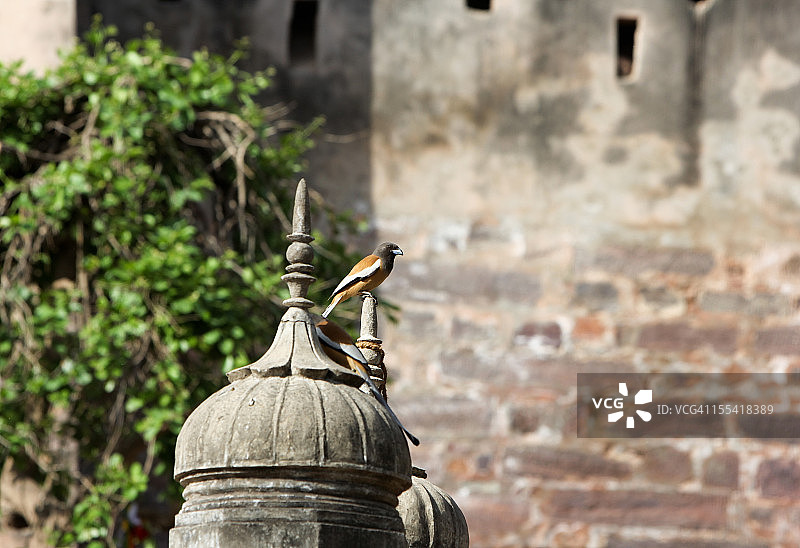 印度伦滕波尔国家公园的棕树鹊图片素材