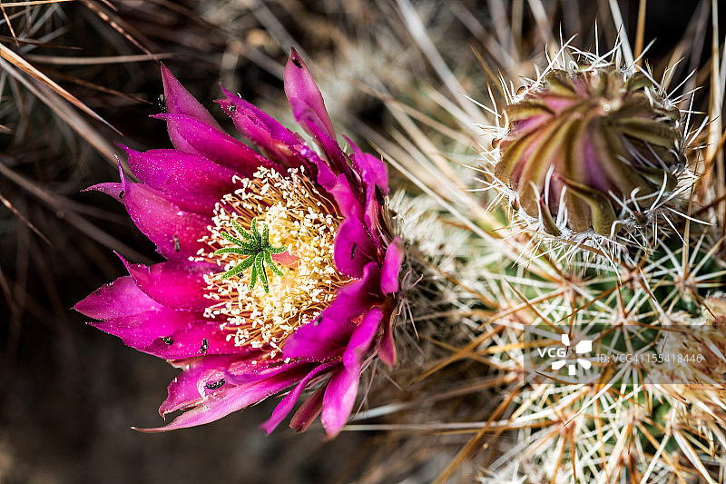 草莓刺猬仙人掌图片素材