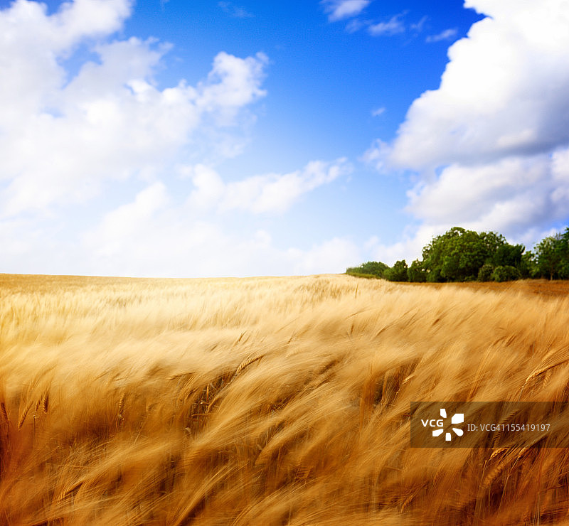 麦田。图片素材