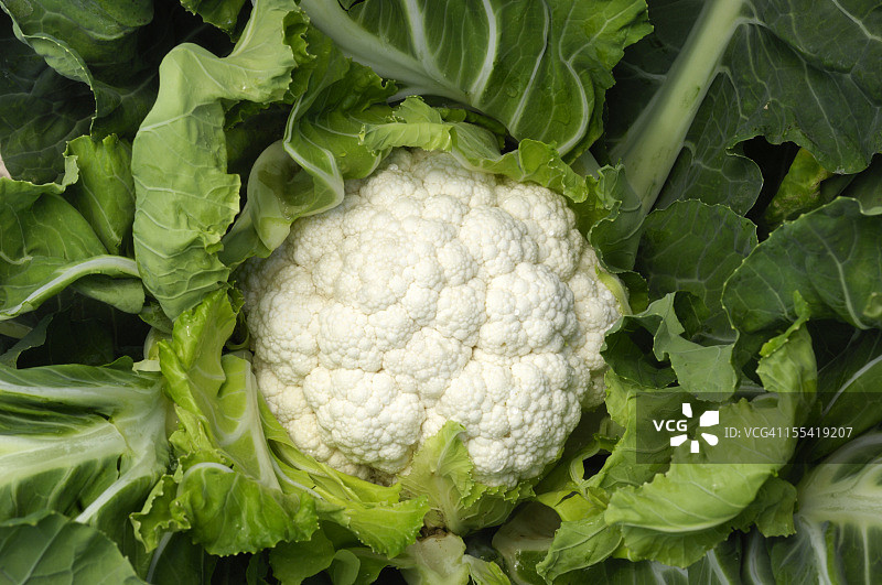 田野中生长的花椰菜特写图片素材