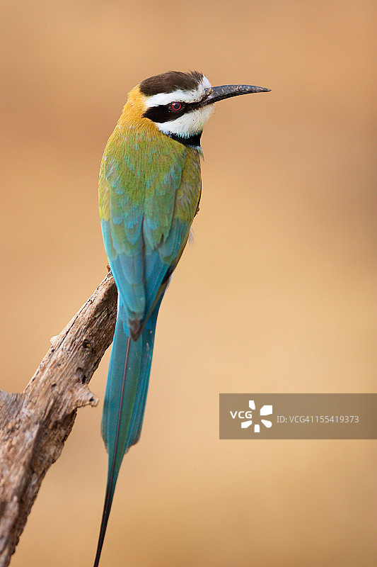 白喉蜂虎图片素材