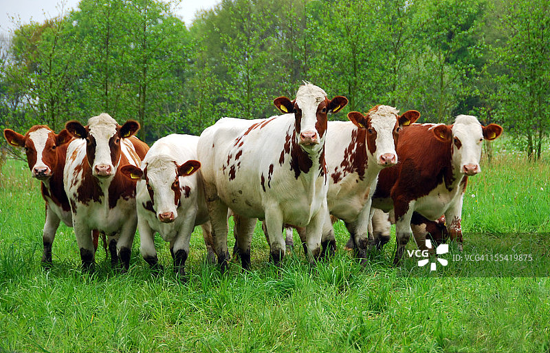 好奇的红白花牛图片素材