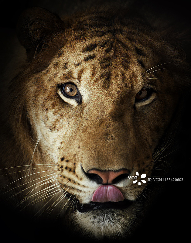 狮虎兽图片素材