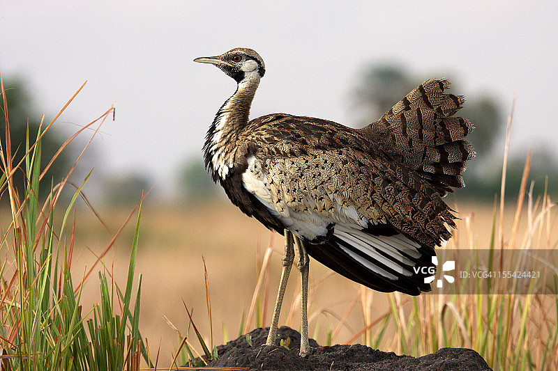 黑腹鸨图片素材