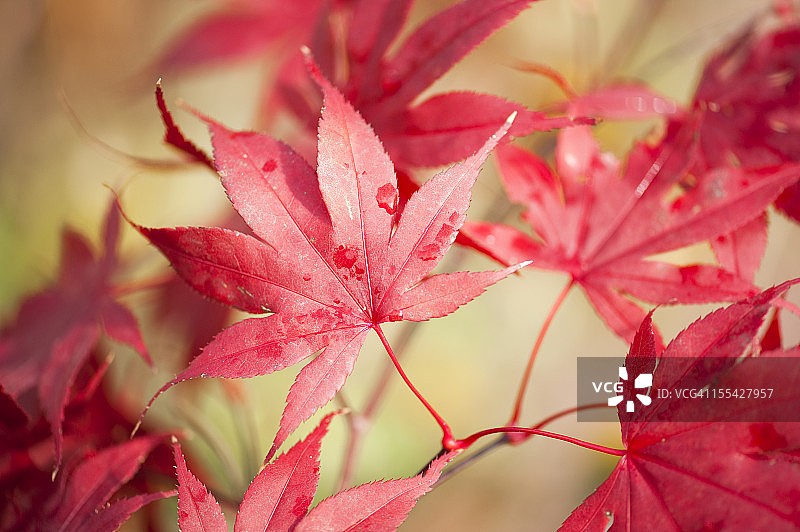 深红色红枫系列图片素材