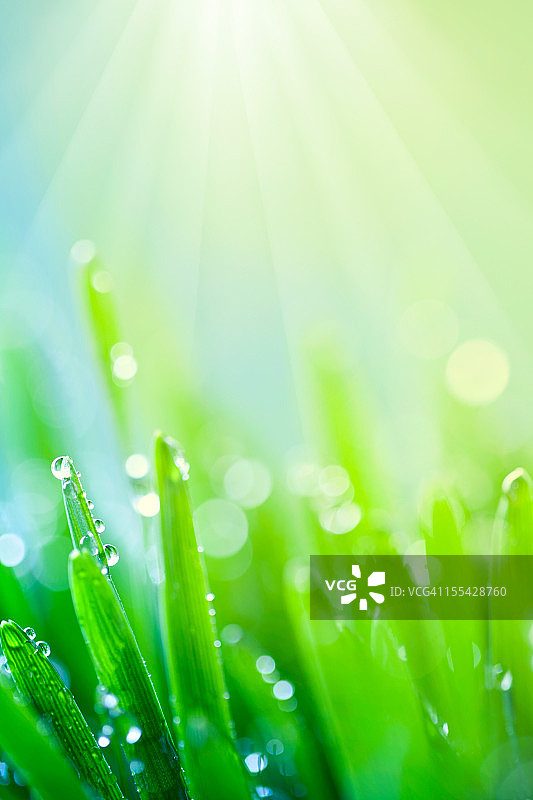 春天里美丽的青草图片素材