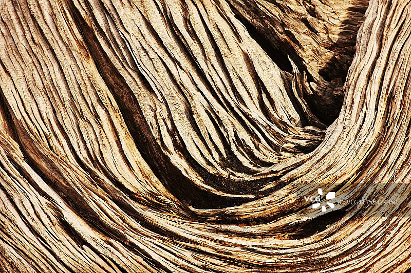 骨刺柏木纹图片素材