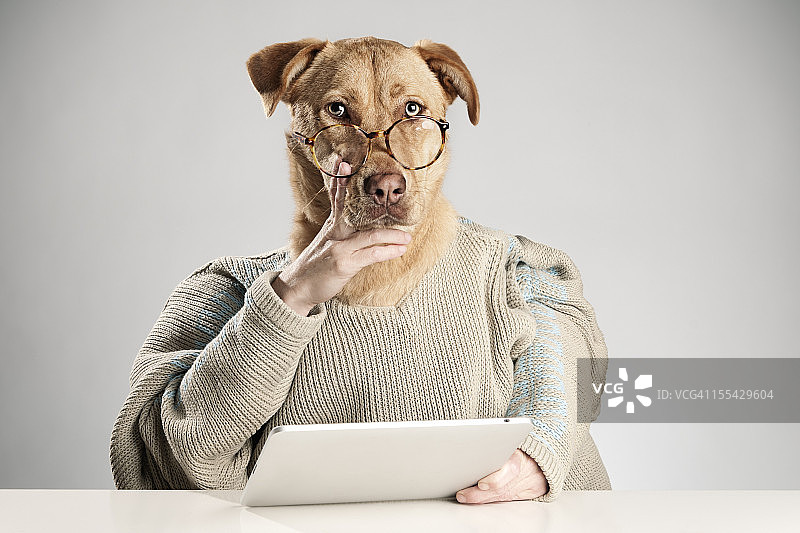 思考中的狗狗图片素材